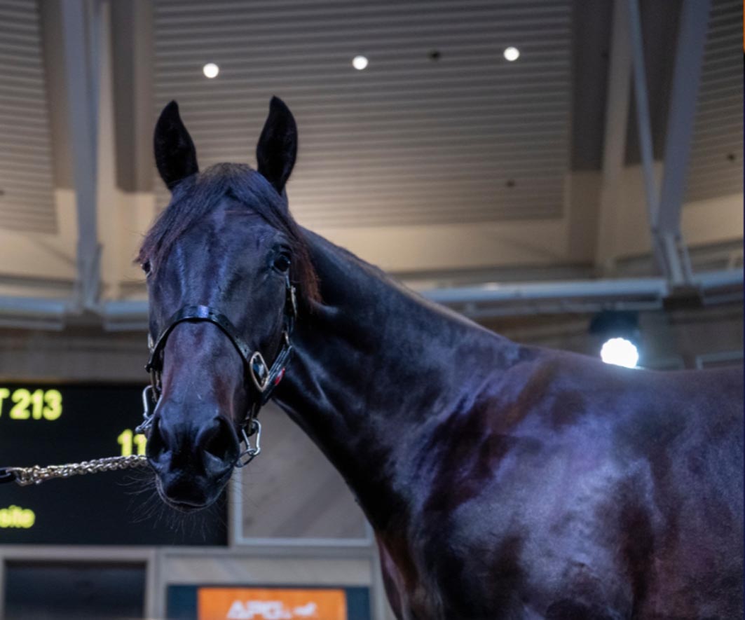 Strong demand for colts at APG Sale