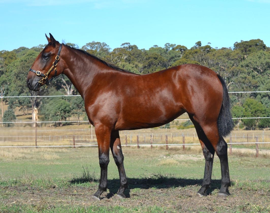 Bringing the best to Adelaide